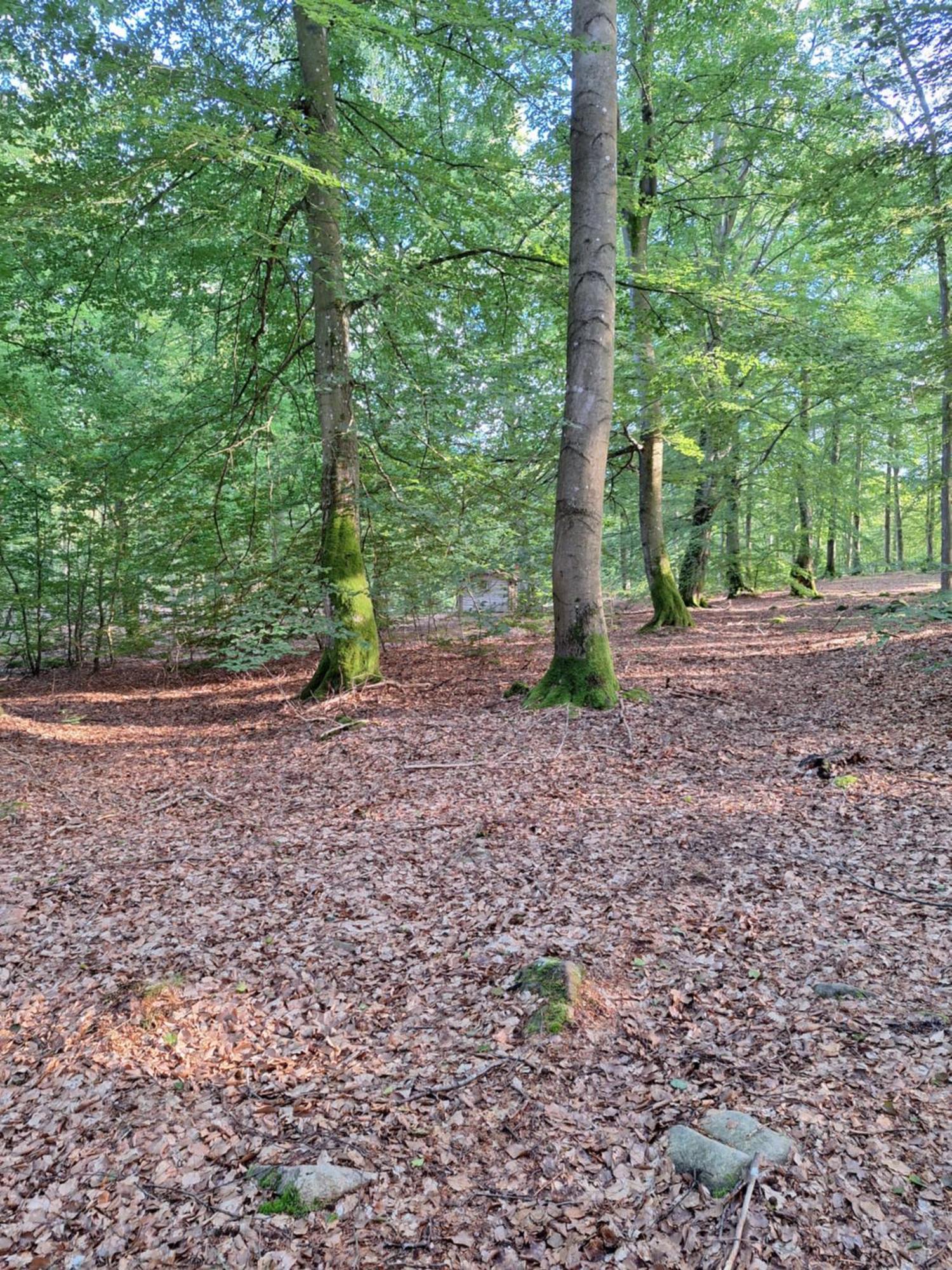 Bjaernhultsgardens Stugor Linderod Exteriér fotografie